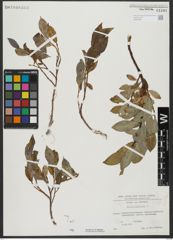 Foto von Salix hastata L.